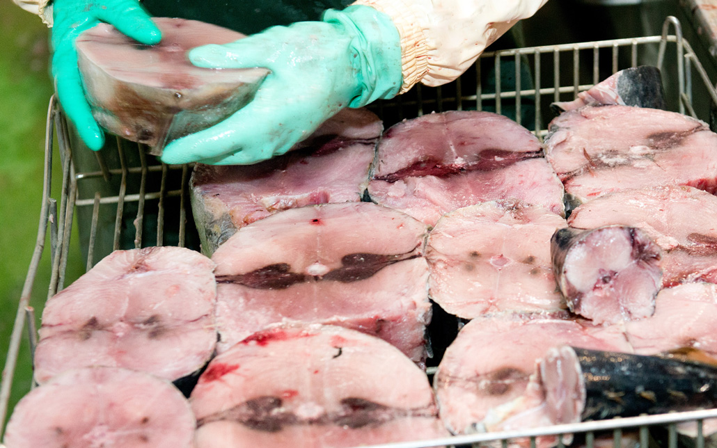 Fresh tuna in the production process