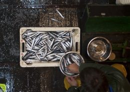 Acciuga del Cantabrico