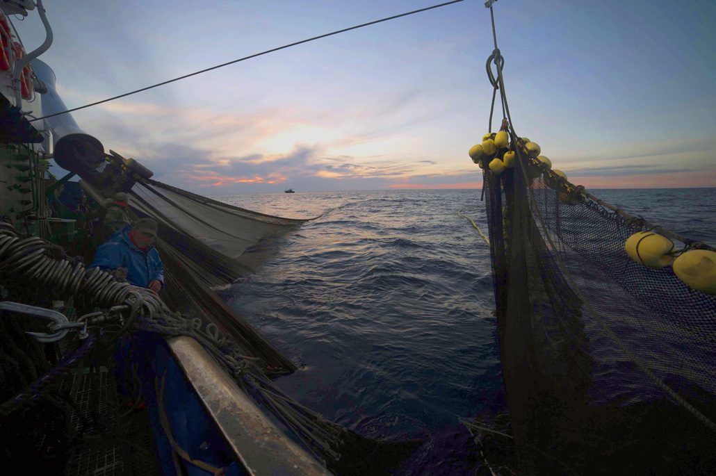 Pesca Acciughe Cantabrico